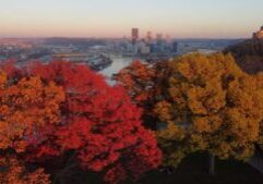 Fall-colored trees with view of cityscape in the background.
